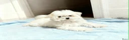 Maltipoo dogs for sale: Reduced F1 Maltipoo Male - Advert 3