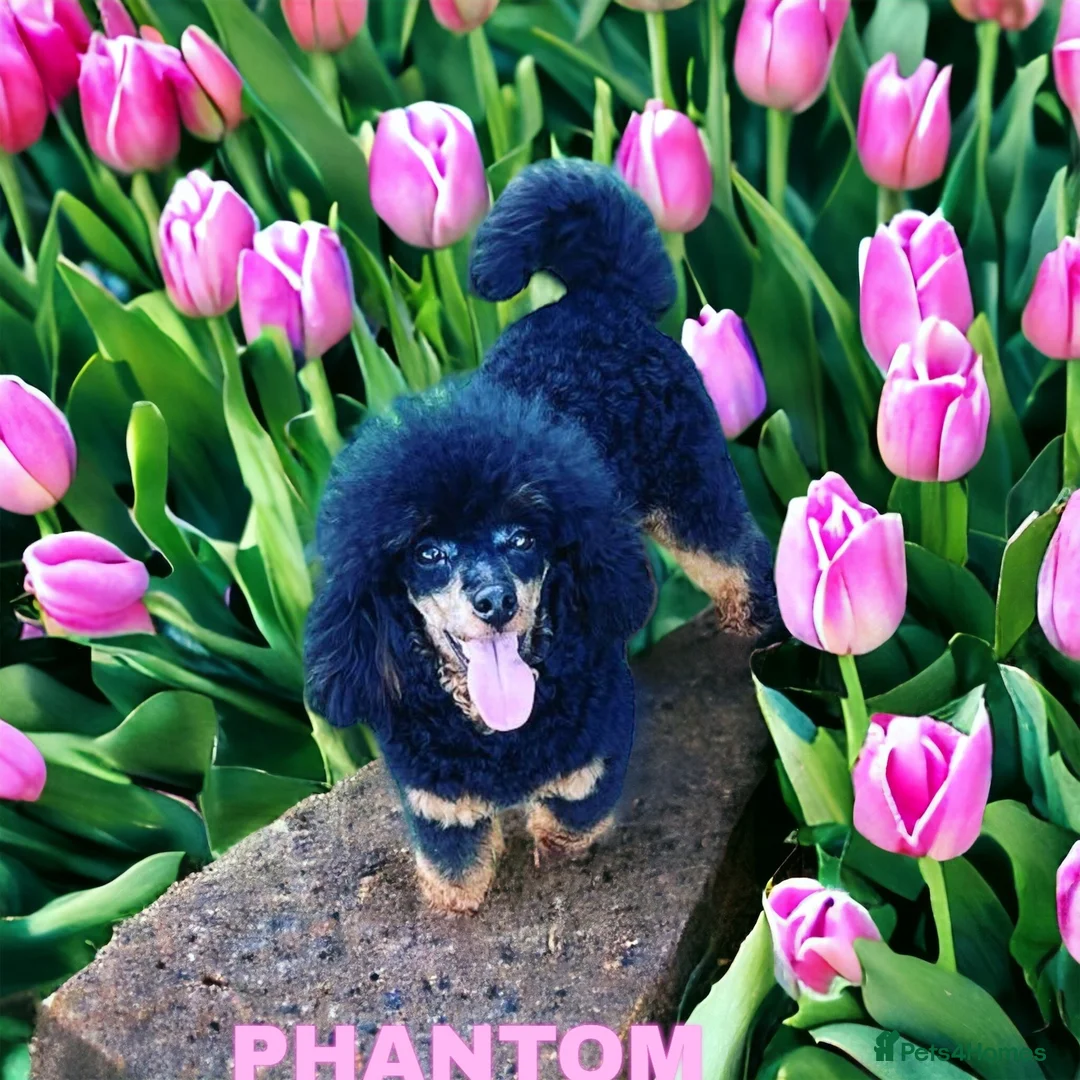 Toy Poodle dogs for stud: PHANTOM TOY POODLE AVAILABLE AT STUD in Grays - Advert 5
