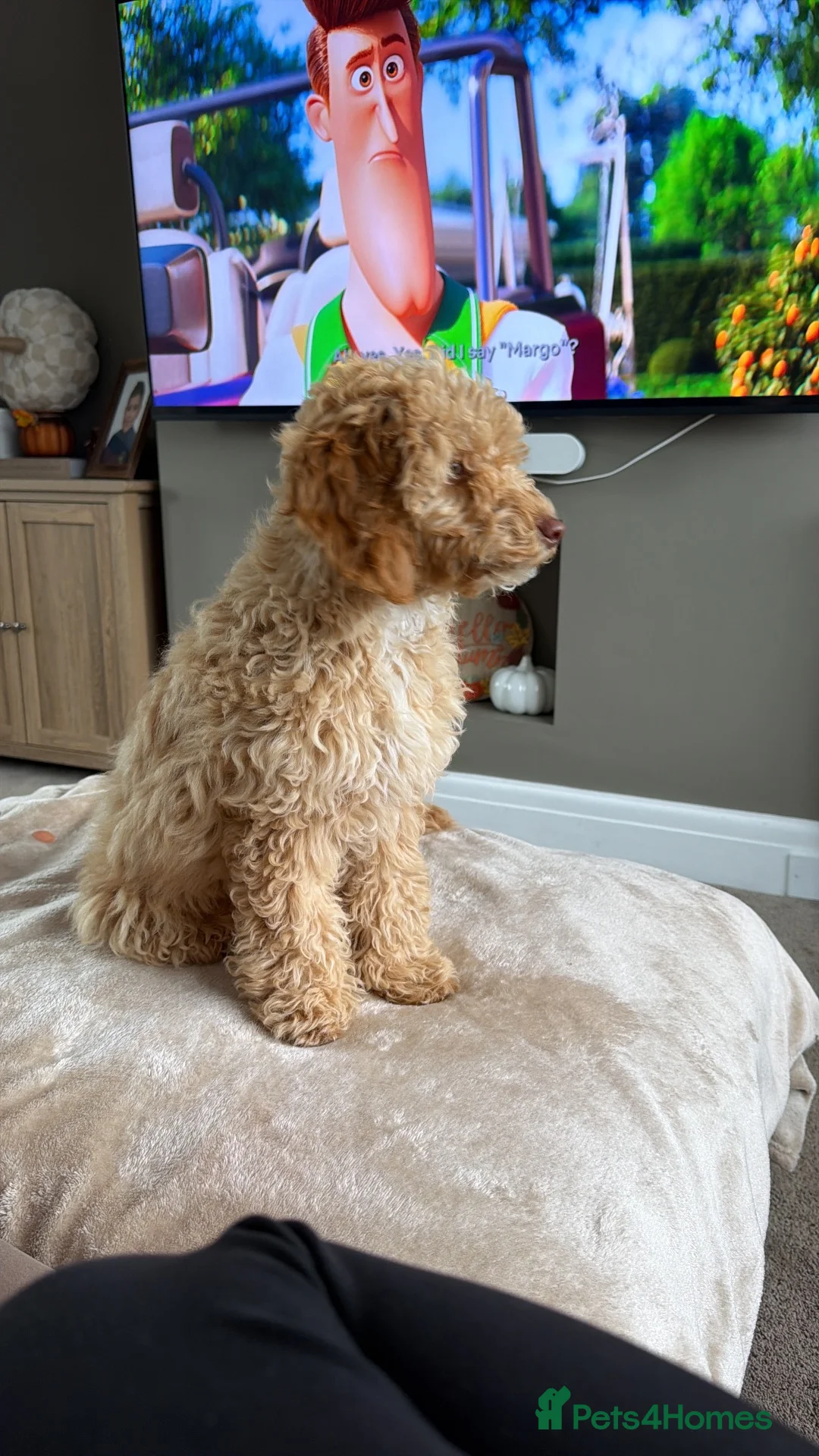 Cockapoo dogs for sale: Beautiful cockapoo 4 in Blackpool - Advert 1