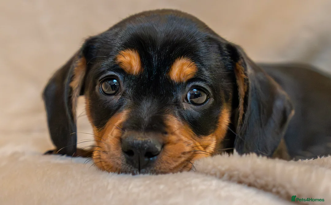 Mixed Breed dogs for sale: French Bull Wieners  - Advert 11