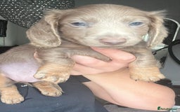 Dachshund dogs for sale: KC miniature dachshund  - Image 7