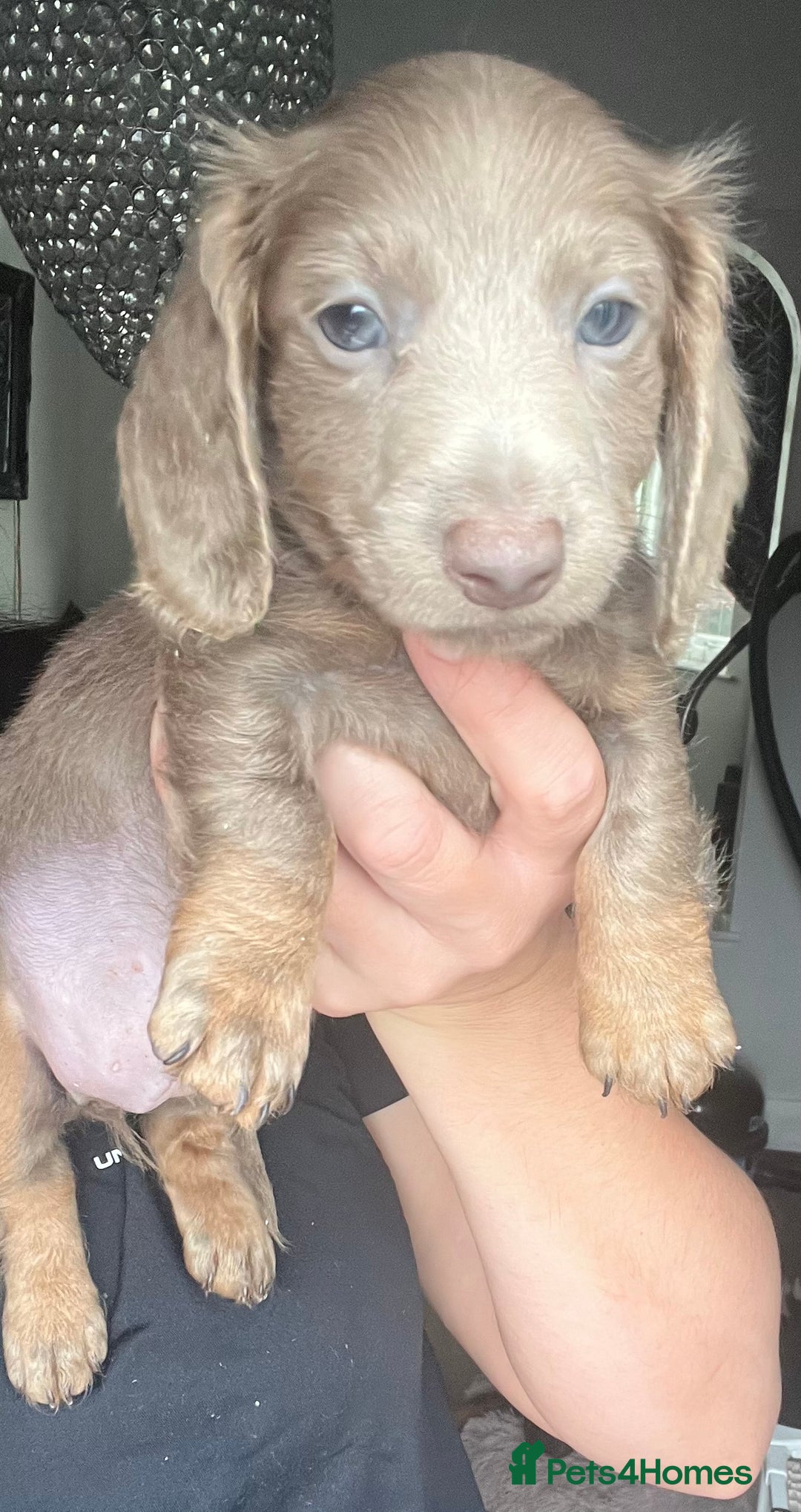 Dachshund dogs for sale: KC miniature dachshund  - Image 7