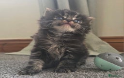 British Longhair cats for sale: Long haired kittens looking for 5* homes - Image 2