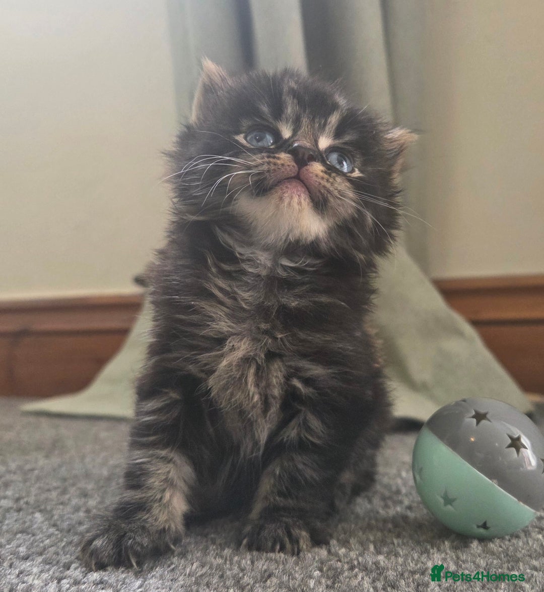 British Longhair cats for sale: Long haired kittens looking for 5* homes - Image 2
