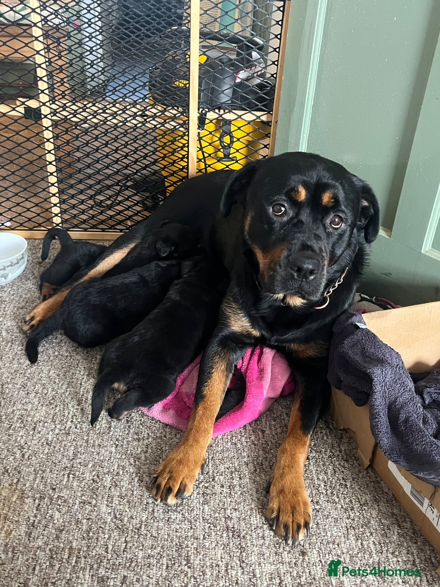 Rottweiler dogs for sale: Beautiful Chucky rottie pups - Advert 21