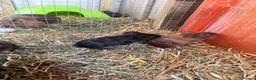 Guinea Pig rodents for sale: Male baby guinea pigs for sale  in Bolton - Advert 7