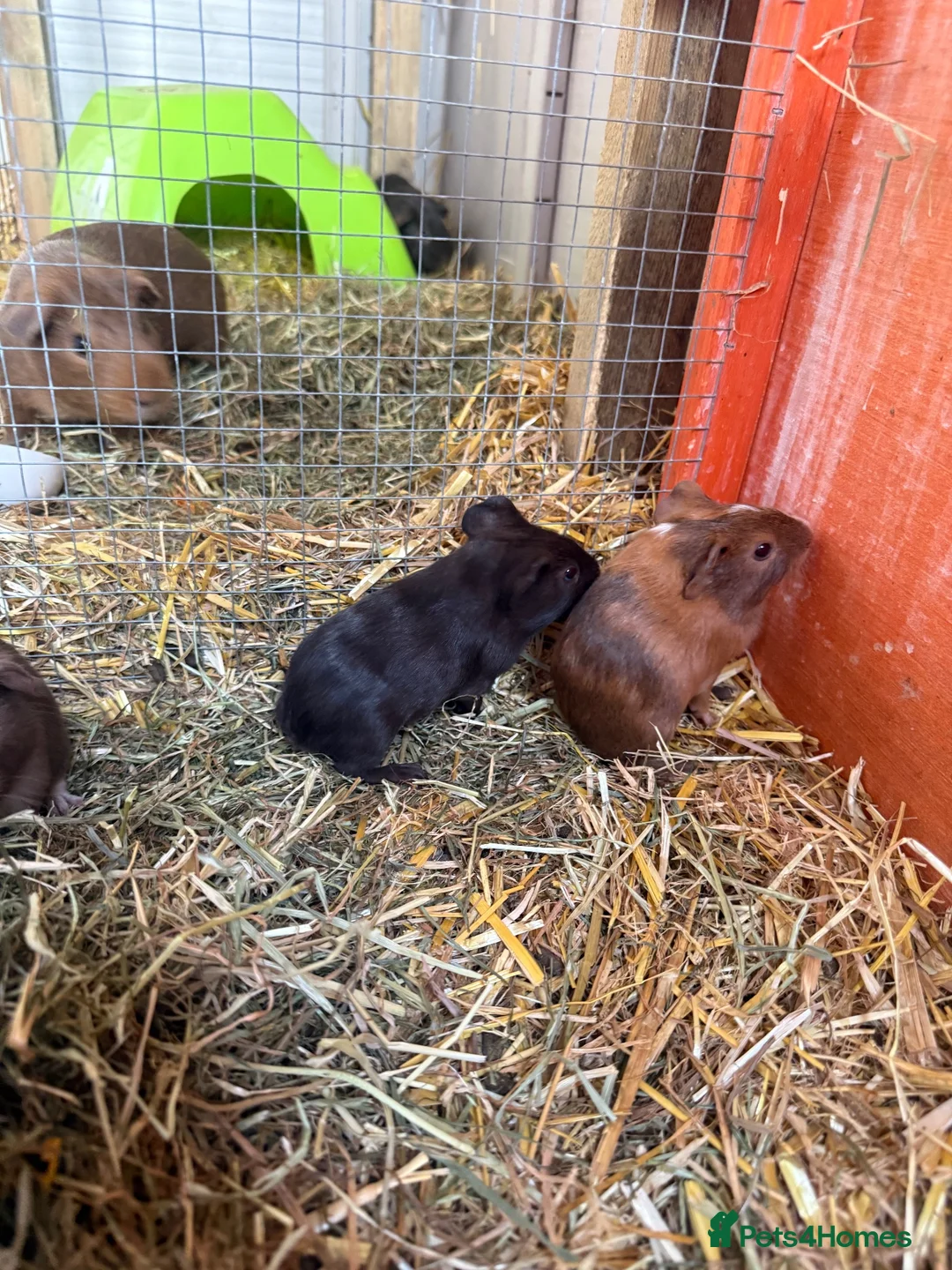 Guinea Pig rodents for sale: Male baby guinea pigs for sale  in Bolton - Advert 7