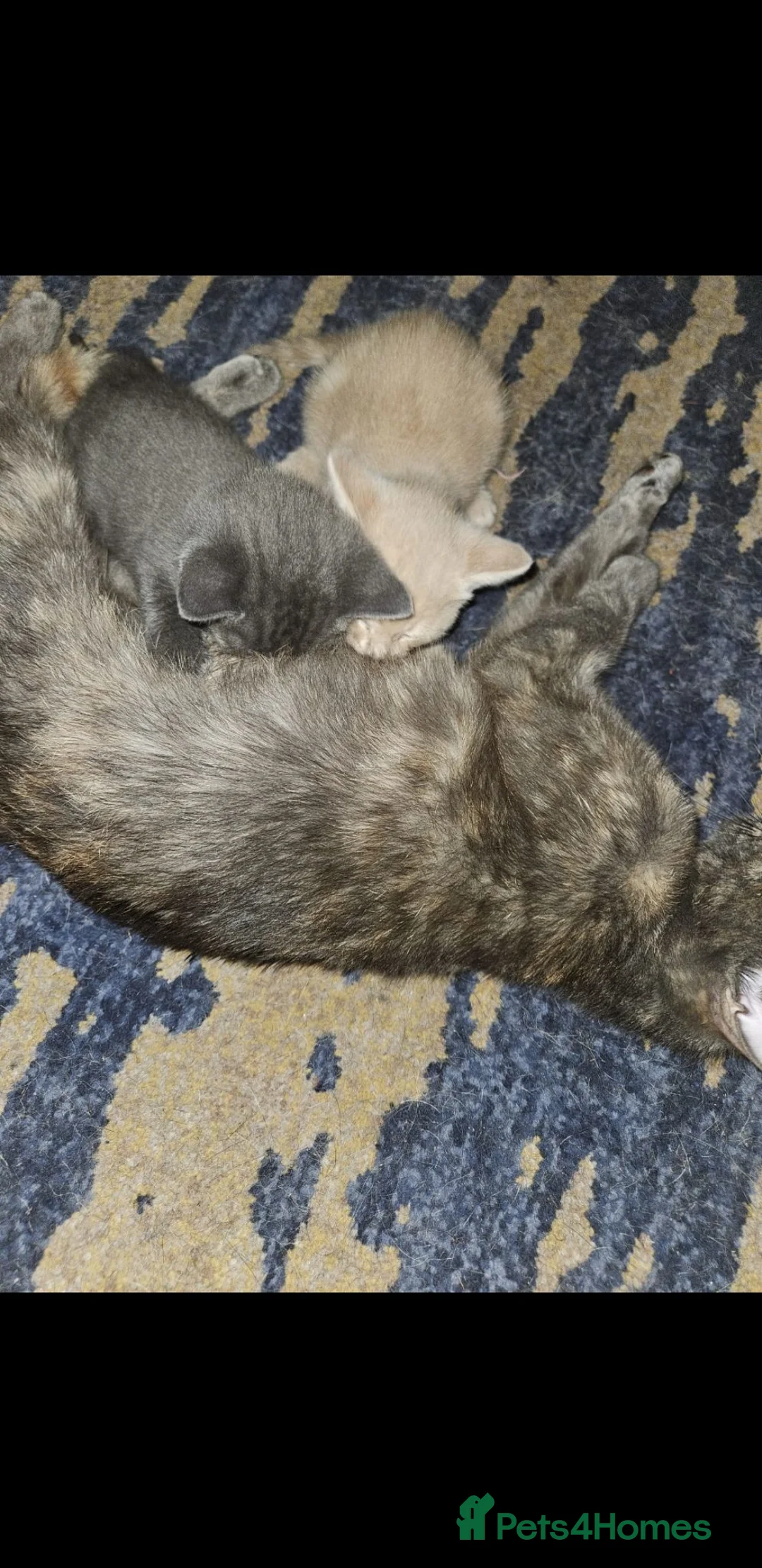Russian Blue cats for sale: russian blue x kittens in Dewsbury - Advert 1