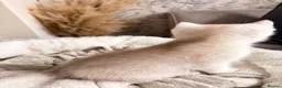 British Longhair cats for sale: British Shorthair/Persian chinchilla kittens  - Advert 6