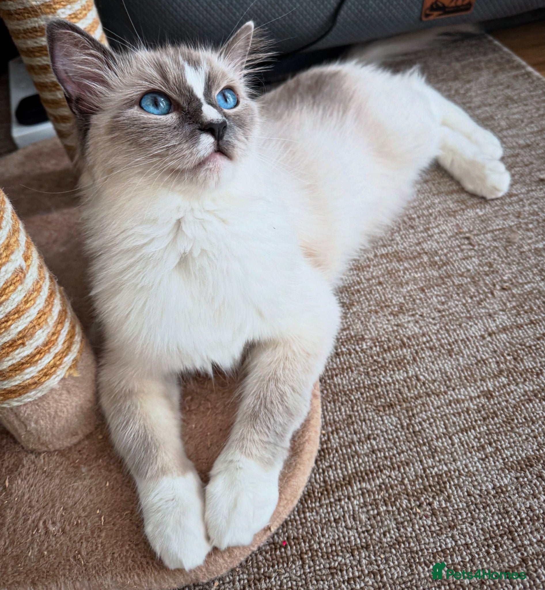 Ragdoll cats Female ragdoll  - Advert 1