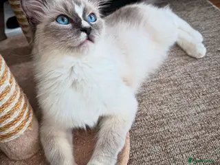 Ragdoll cats Female ragdoll - Advert 3