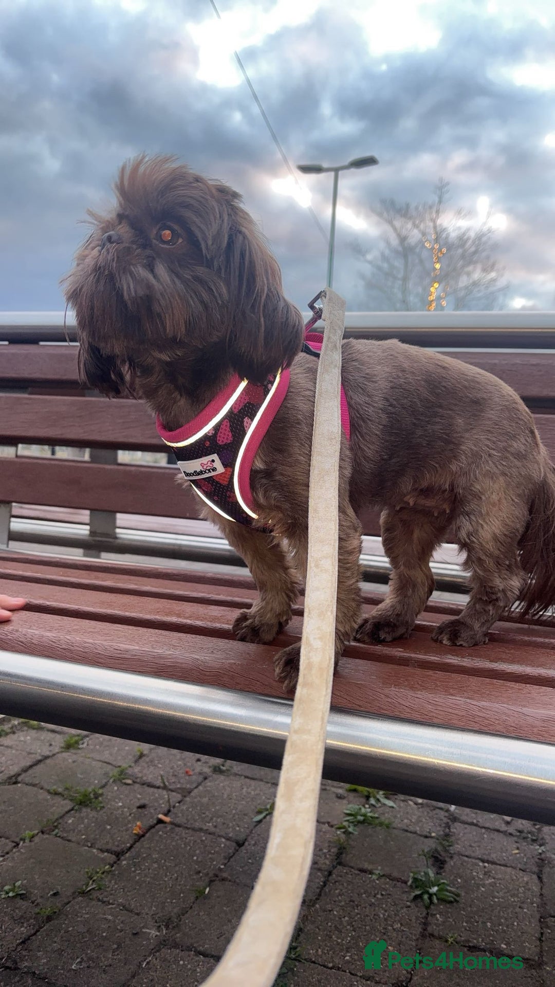 Shih Tzu dogs for sale: Beautiful Shih-zu puppies mixed colours ready soon - Image 2