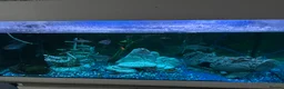 Other/Mixed Breed fish for sale: Variety of tropical fish aged various  - Advert 4