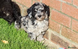 Poochon dogs for sale: F1 Poochon puppies For Sale  - Image 30
