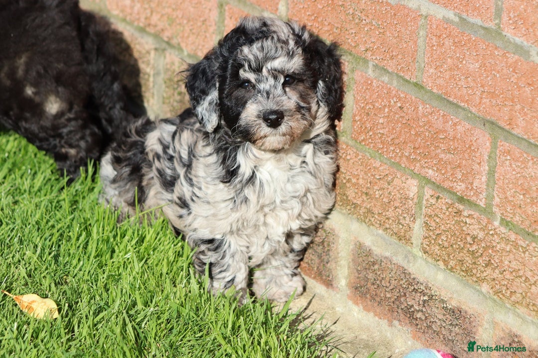 Poochon dogs for sale: F1 Poochon puppies For Sale  - Image 30