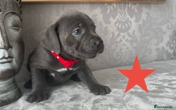 Staffordshire Bull Terrier dogs for sale: Chunky little staffy pups - Image 11