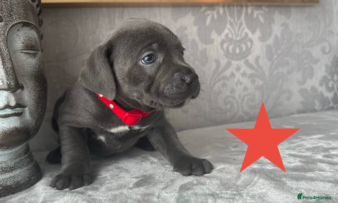 Staffordshire Bull Terrier dogs for sale: Chunky little staffy pups - Image 11
