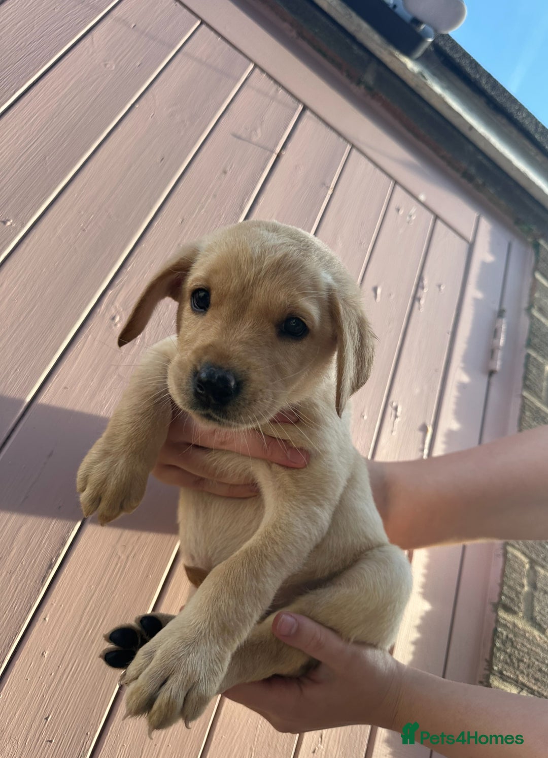 Labrador Retriever dogs for sale: 🐾 Exceptional KC Registered Labrador Puppies🐾 - Advert 7