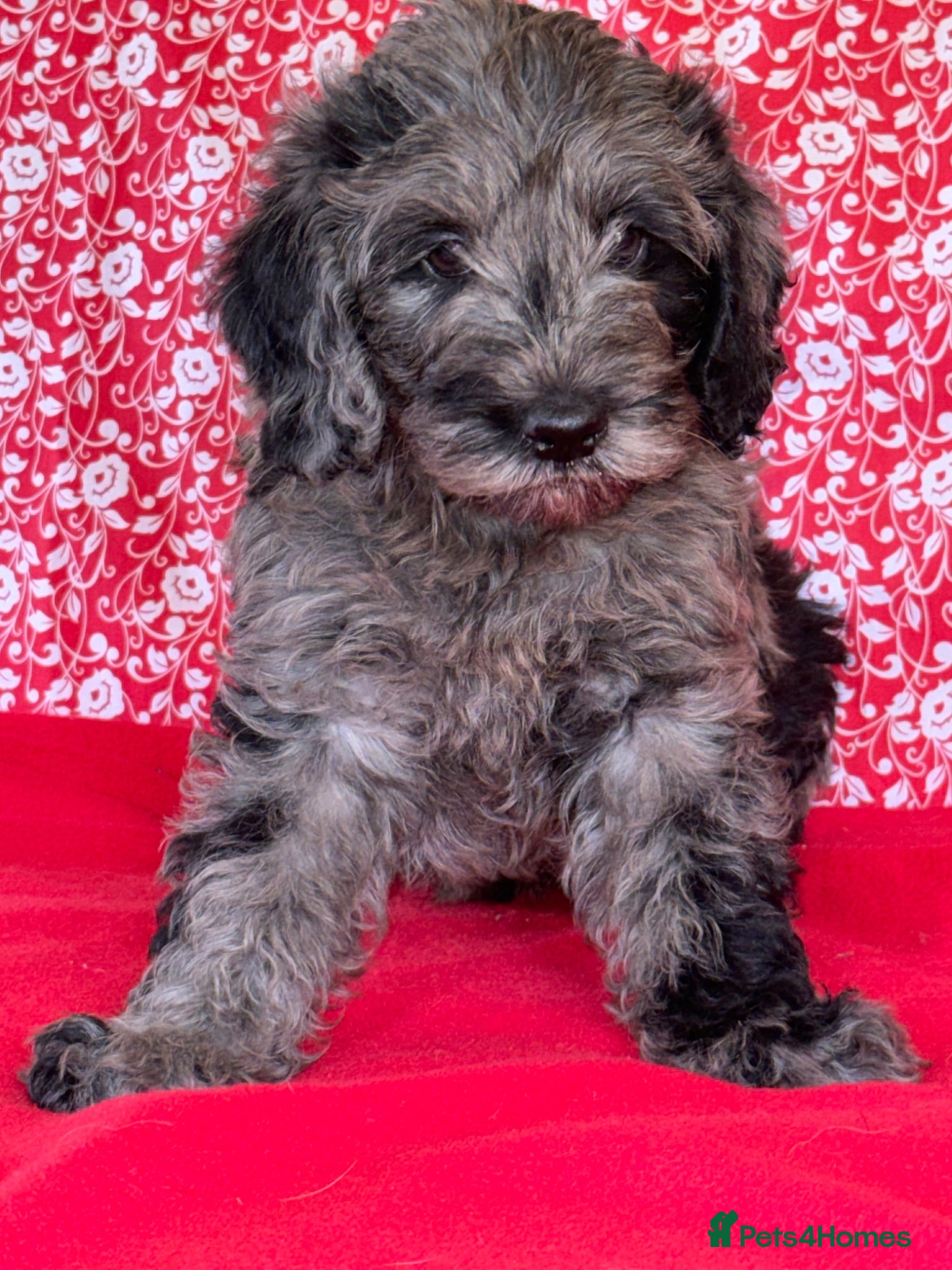 Australian Labradoodle dogs Australian labradoodles  - Advert 1