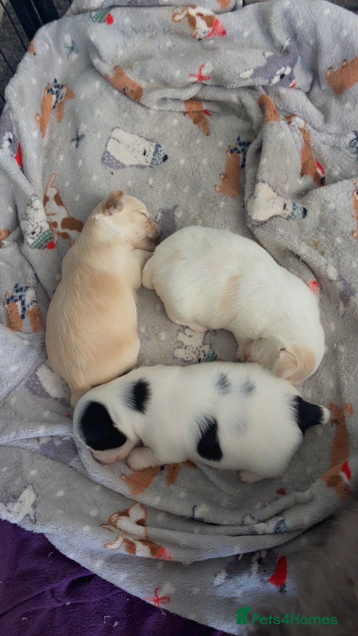 Mixed Breed dogs 3 beautiful Chorkies for sale  - Advert 2