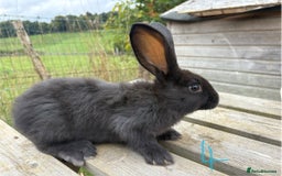 Continental Giant rabbits for sale: Pure breed very large Giant continental rabbits  - Image 13
