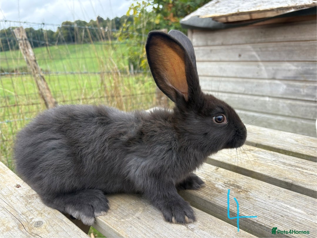 Continental Giant rabbits for sale: Pure breed very large Giant continental rabbits  - Image 13