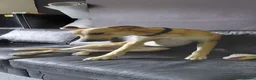 Lurcher dogs for sale: Large breed lurcher - Advert 16