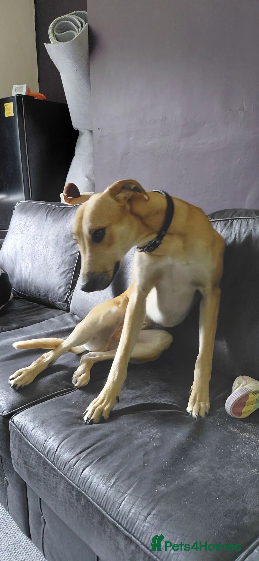 Lurcher dogs for sale: Large breed lurcher - Advert 16