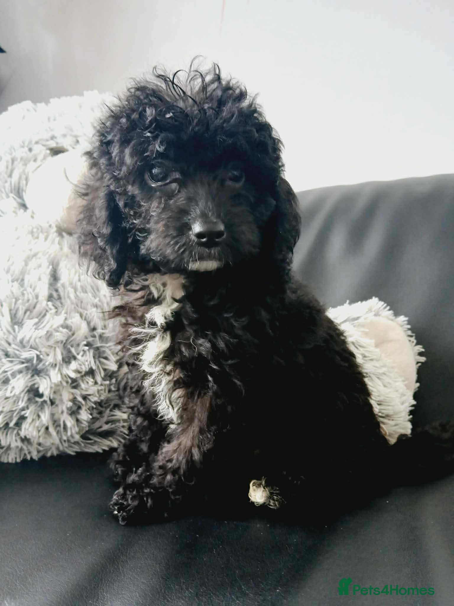 Cavapoo dogs Beautiful F1B Cavapoo Puppies ✨ - Advert 18