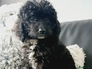 Cavapoo dogs Beautiful F1B Cavapoo Puppies ✨ - Advert 18