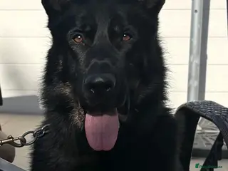 German Shepherd dogs Strong policia Slovakia stud - Advert 2