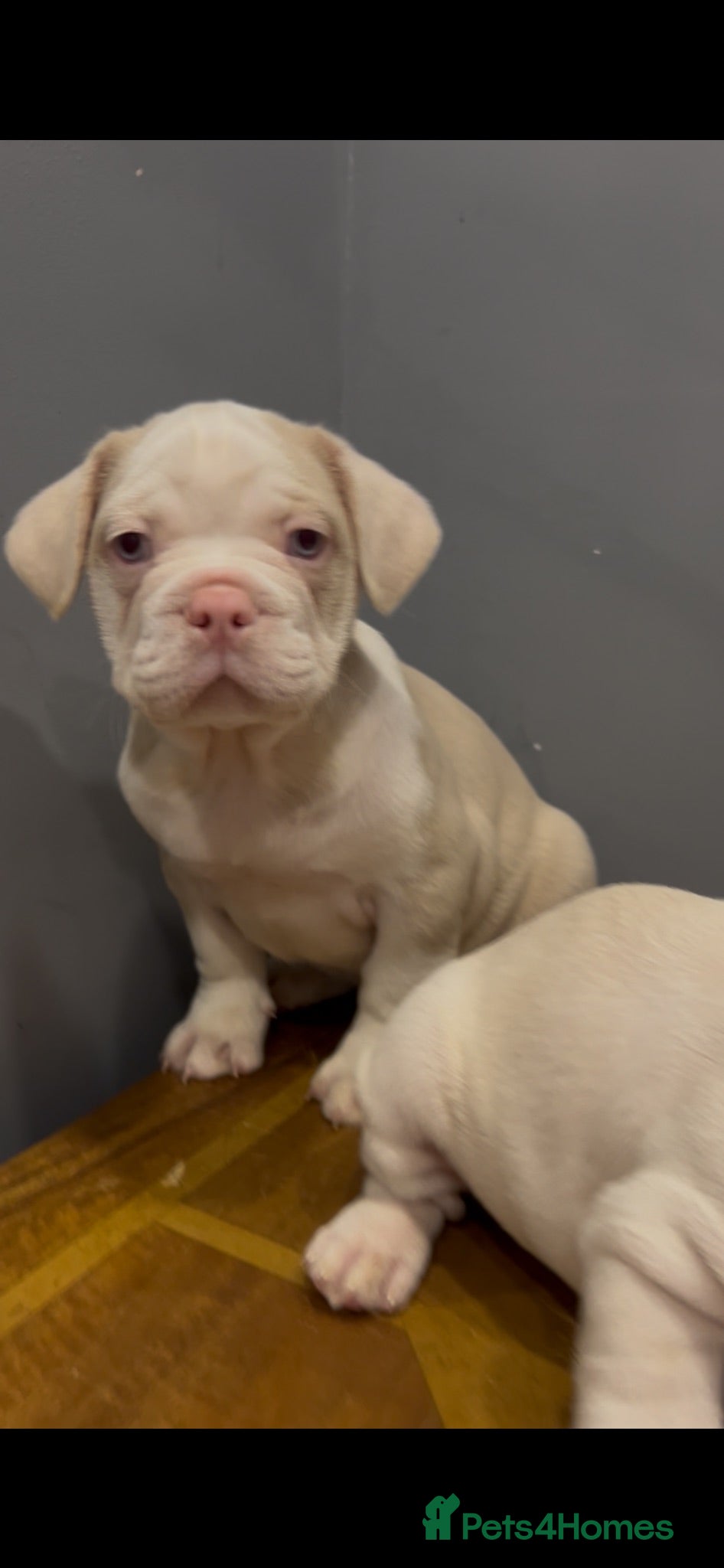 French Bulldog dogs French bulldog pink puppies for sale  - Advert 8