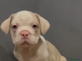 French Bulldog dogs French bulldog pink puppies for sale - Advert 8