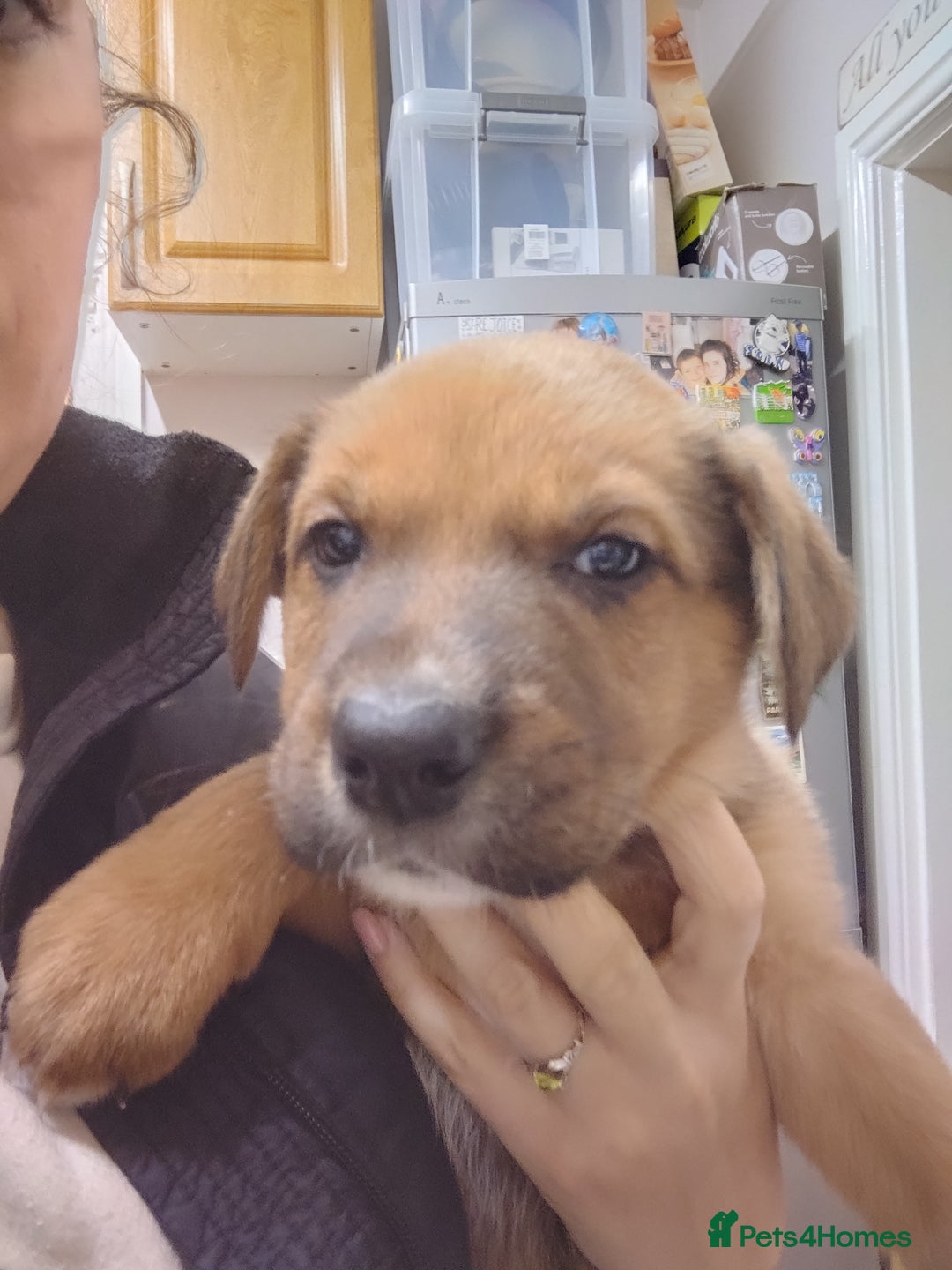 Mixed Breed dogs for sale: Huntaway X German shepherd X  - Advert 4