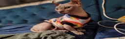 Sphynx cats for sale: Dwelf sphynx aka bully sphynx female - Advert 2