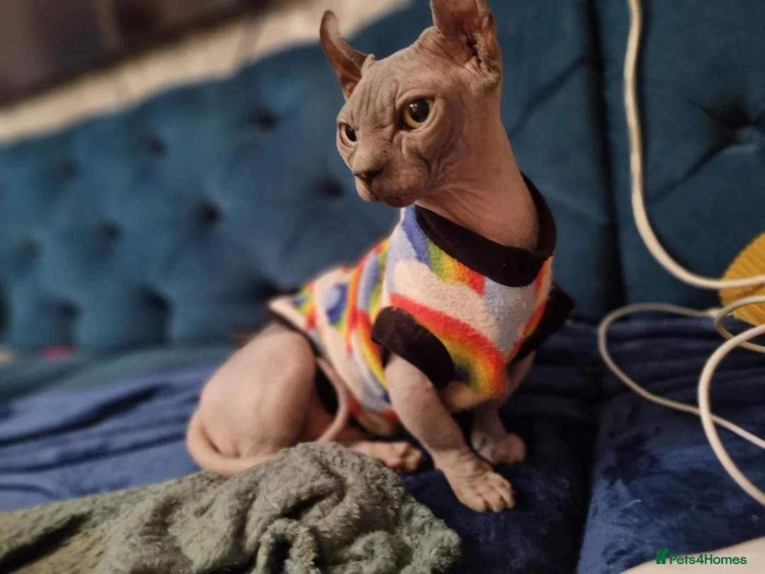 Sphynx cats for sale: Dwelf sphynx aka bully sphynx female - Advert 2