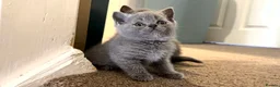 British Shorthair cats for sale: Kitens will be ready for 17 June  - Advert 3