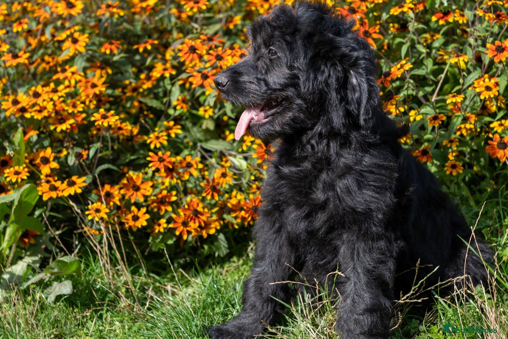 Goldendoodle dogs F1 Standard Goldendoodle Boy Ready Now  - Advert 1