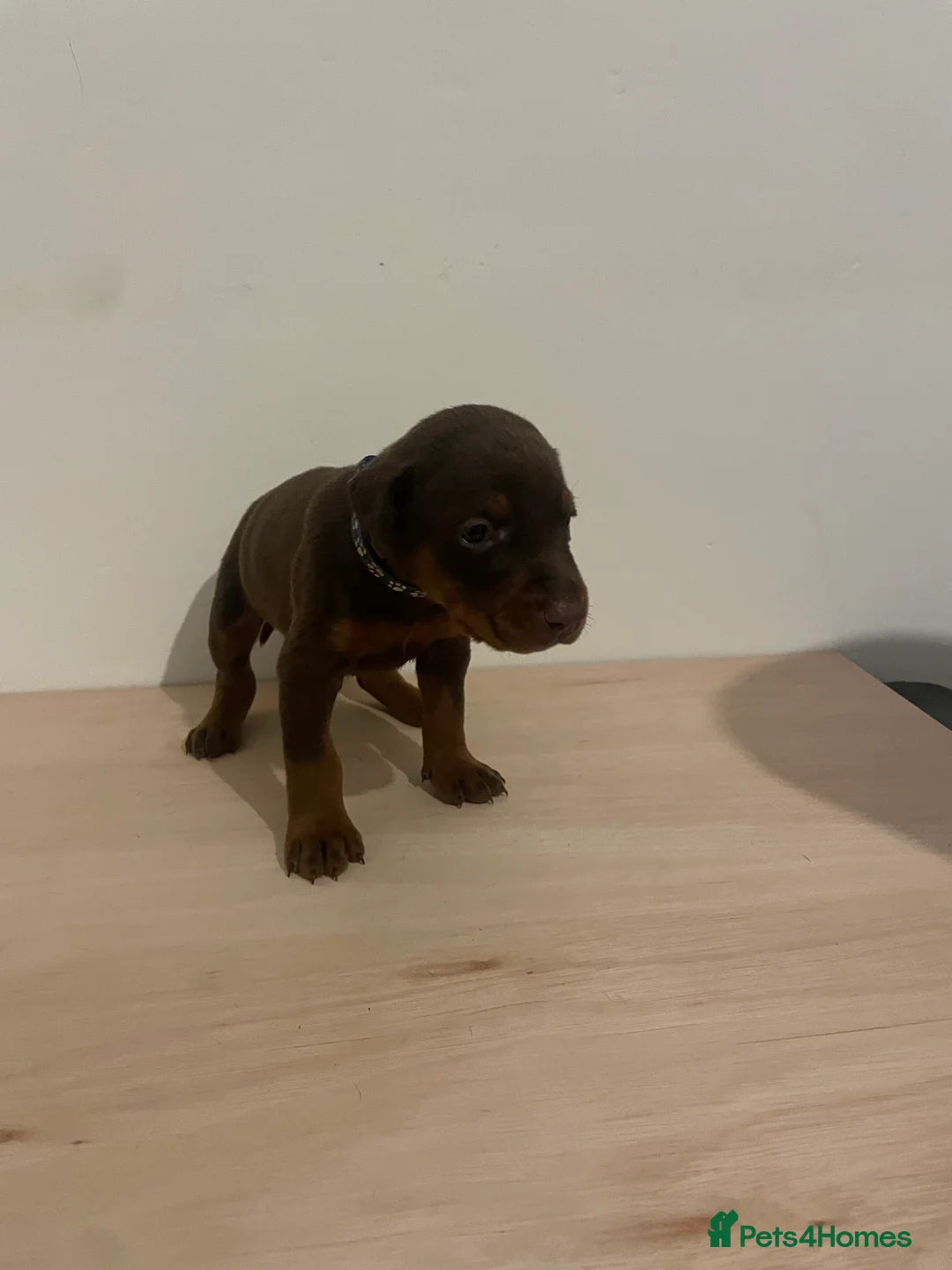 Dobermann dogs for sale: dobermann pinscher - Advert 18
