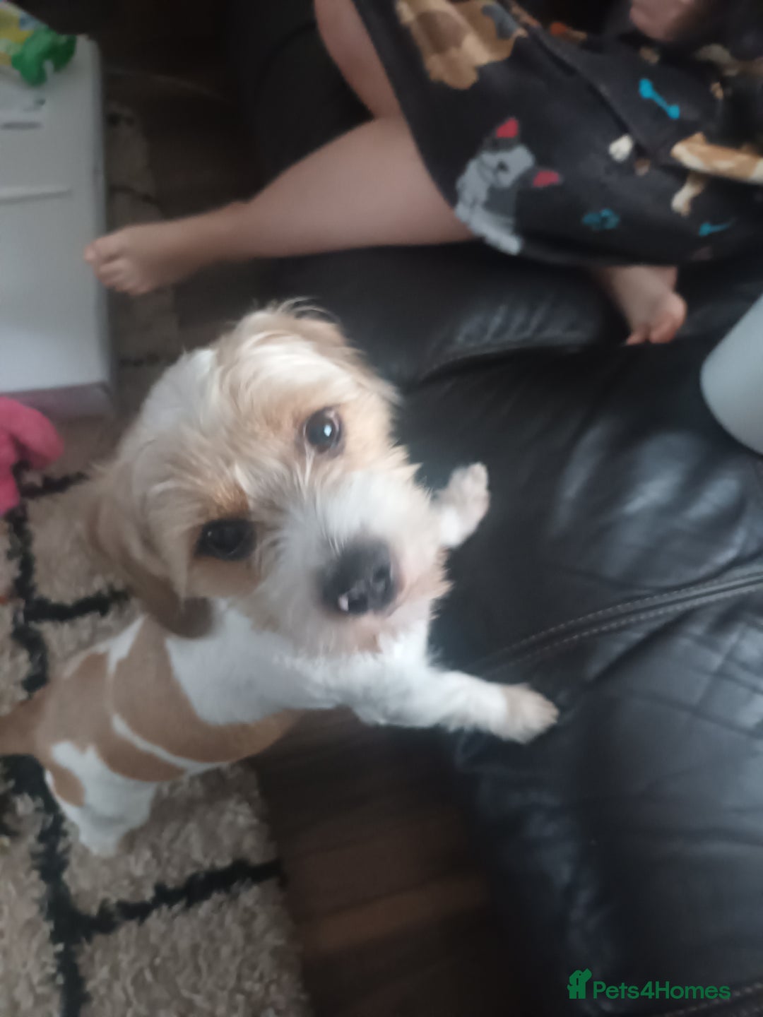 Mixed Breed dogs for sale: Poochon cross schweenie  - Image 9
