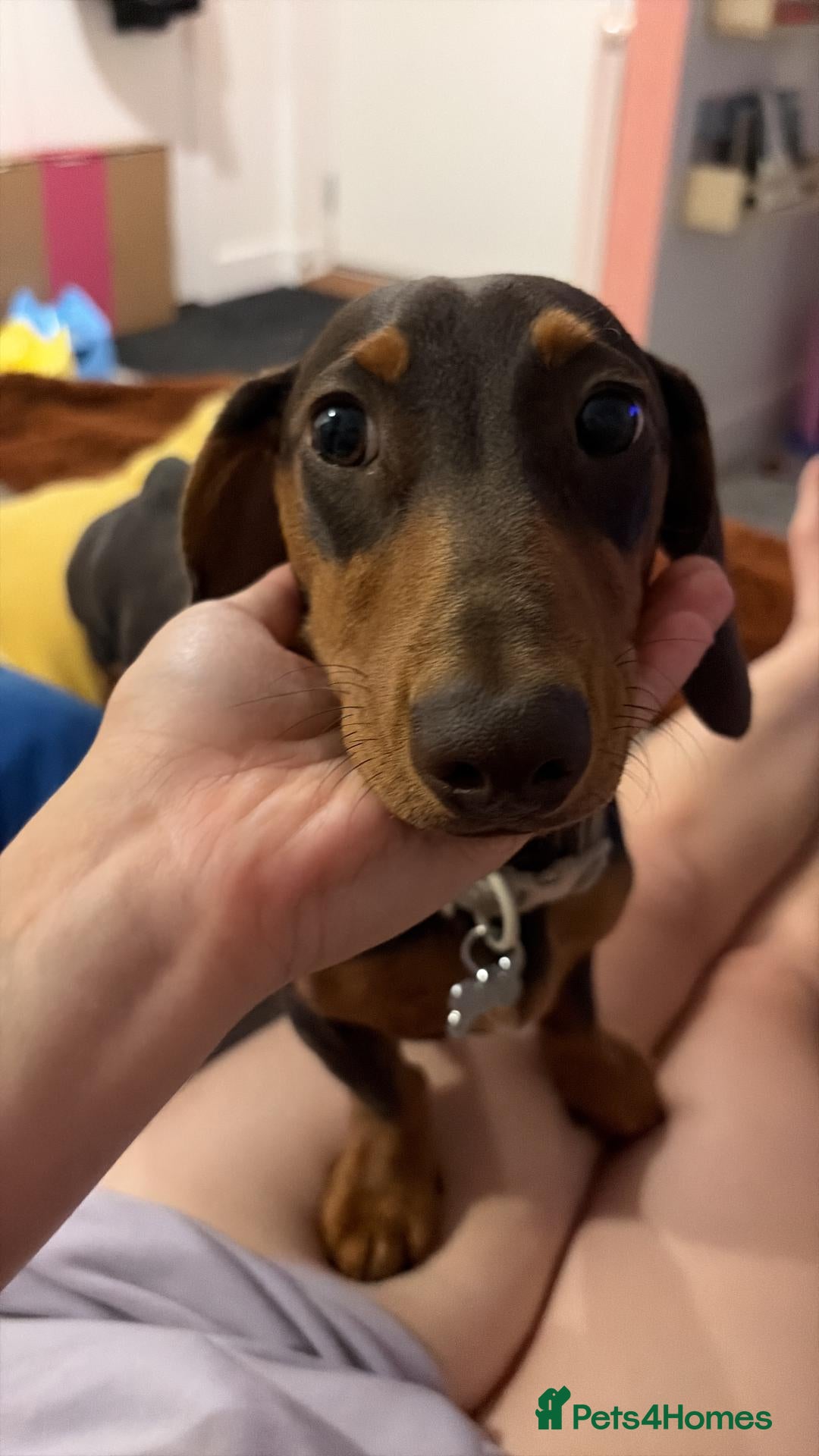 Miniature Dachshund dogs for sale: Meet Milo – 10-Month-Old Miniature Dachshund - Advert 21