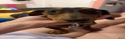 Miniature Dachshund dogs for sale: Meet Milo – 10-Month-Old Miniature Dachshund in Bordon - Advert 1