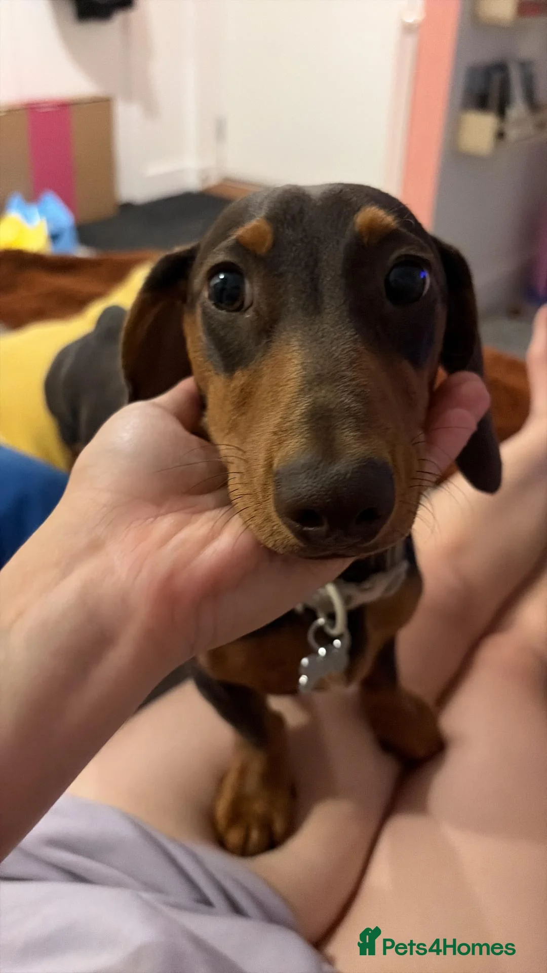 Miniature Dachshund dogs for sale: Meet Milo – 10-Month-Old Miniature Dachshund in Bordon - Advert 1