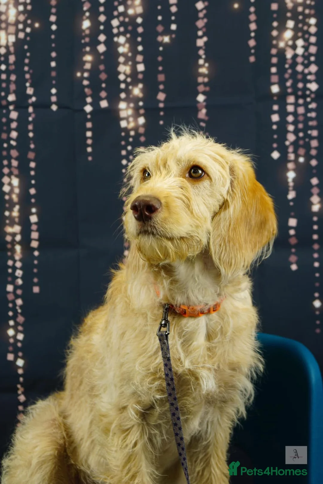 Labradoodle dogs for sale: 🐾 Exceptional Rare Multigen Labradoodle Puppies   in Salisbury - Advert 2