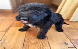 Mixed Breed dogs for sale: Ready now - F1 Irish Wolfadoodle - Advert 6