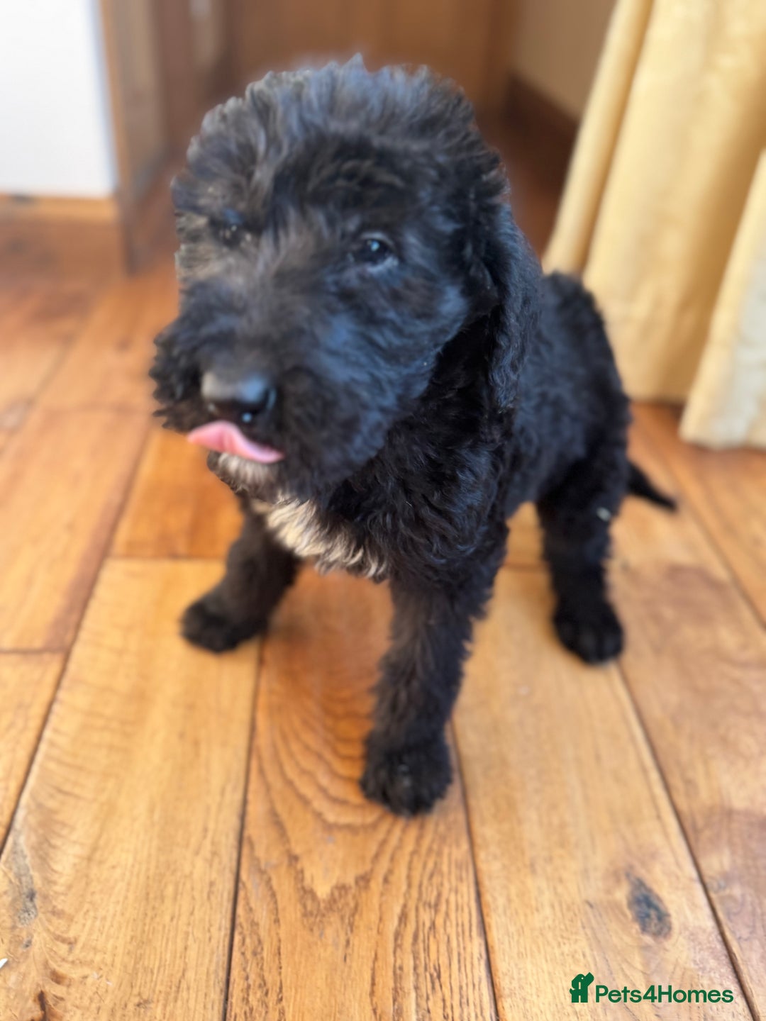 Mixed Breed dogs for sale: Ready now - F1 Irish Wolfadoodle - Advert 6