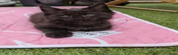 Maine Coon cats for sale: Tica registered mainecoons  - Advert 29