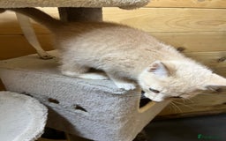 Mixed Breed cats for sale: Apricot Tabby & Peach Tortie Girl Kittens - Image 12