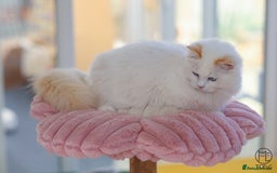 Ragdoll cats for sale: Rare colour GCCF kittens from Champion lines - Image 7
