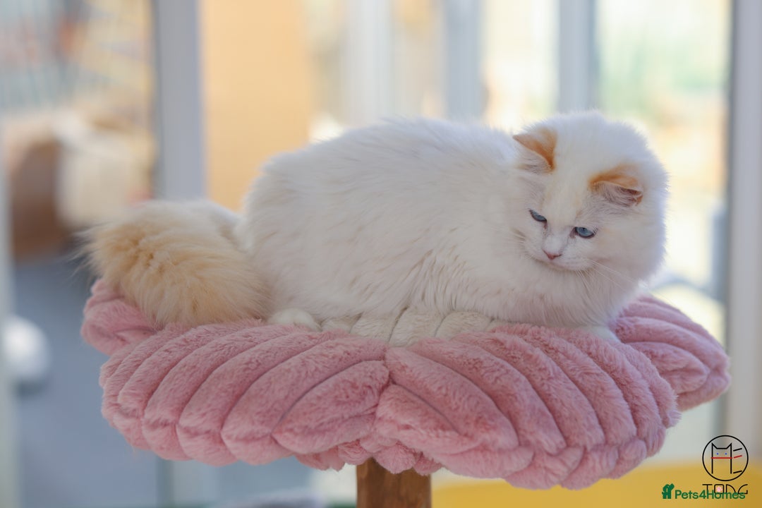 Ragdoll cats for sale: Rare colour GCCF kittens from Champion lines - Image 7